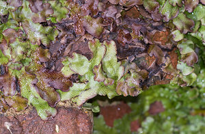 Conocephalum conicum (Conocephalaceae)  - Great Scented Liverwort Pas-de-Calais [France] 07/03/2009 - 30m