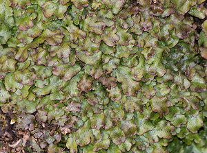 Conocephalum conicum (Conocephalaceae)  - Great Scented Liverwort Pas-de-Calais [France] 07/03/2009 - 30m