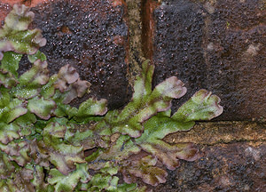 Conocephalum conicum (Conocephalaceae)  - Great Scented Liverwort Pas-de-Calais [France] 07/03/2009 - 30m