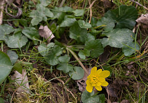 Ficaria verna (Ranunculaceae)  - Ficaire printanière, Renoncule ficaire - Lesser Celandine Pas-de-Calais [France] 07/03/2009 - 30m