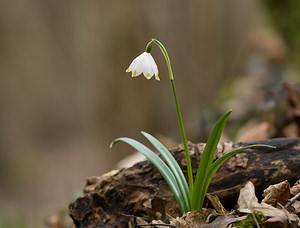 Leucojum vernum Nivéole de printemps, Nivéole printanière Spring Snowflake