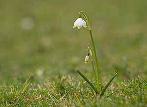 Leucojum vernum (Amaryllidaceae)  - Nivéole de printemps, Nivéole printanière - Spring Snowflake  [France] 14/03/2009 - 160m