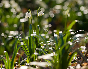 Leucojum vernum (Amaryllidaceae)  - Nivéole de printemps, Nivéole printanière - Spring Snowflake Aisne [France] 15/03/2009 - 210m