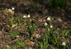 Leucojum vernum (Amaryllidaceae)  - Nivéole de printemps, Nivéole printanière - Spring Snowflake Aisne [France] 15/03/2009 - 210m