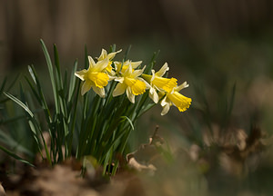 Narcissus pseudonarcissus Narcisse faux narcisse, Jonquille des bois, Jonquille, Narcisse trompette
