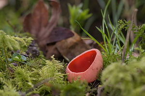 Sarcoscypha coccinea (Sarcoscyphaceae)  - Pézize écarlate - Scarlet Elfcup Pas-de-Calais [France] 07/03/2009 - 120m