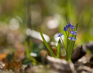 Scilla bifolia (Asparagaceae)  - Scille à deux feuilles, Étoile bleue - Alpine Squill Nord [France] 15/03/2009 - 60m