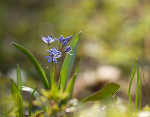 Scilla bifolia (Asparagaceae)  - Scille à deux feuilles, Étoile bleue - Alpine Squill Nord [France] 15/03/2009 - 60m