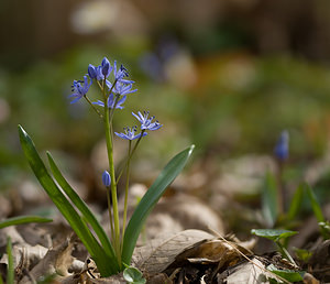 Scilla bifolia (Asparagaceae)  - Scille à deux feuilles, Étoile bleue - Alpine Squill Nord [France] 15/03/2009 - 60m