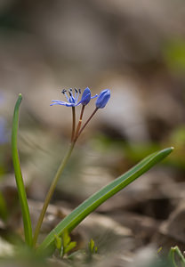 Scilla bifolia (Asparagaceae)  - Scille à deux feuilles, Étoile bleue - Alpine Squill Nord [France] 22/03/2009 - 50m