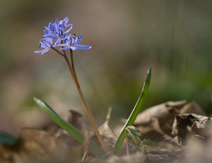 Scilla bifolia (Asparagaceae)  - Scille à deux feuilles, Étoile bleue - Alpine Squill Nord [France] 22/03/2009 - 50m