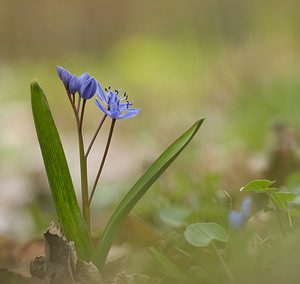 Scilla bifolia (Asparagaceae)  - Scille à deux feuilles, Étoile bleue - Alpine Squill Nord [France] 22/03/2009 - 70m