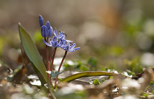 Scilla bifolia (Asparagaceae)  - Scille à deux feuilles, Étoile bleue - Alpine Squill Nord [France] 22/03/2009 - 70m