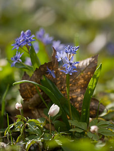 Scilla bifolia (Asparagaceae)  - Scille à deux feuilles, Étoile bleue - Alpine Squill Nord [France] 22/03/2009 - 70m