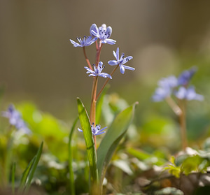 Scilla bifolia (Asparagaceae)  - Scille à deux feuilles, Étoile bleue - Alpine Squill Nord [France] 22/03/2009 - 70m