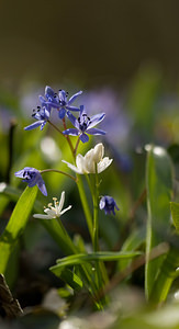 Scilla bifolia (Asparagaceae)  - Scille à deux feuilles, Étoile bleue - Alpine Squill Nord [France] 22/03/2009 - 70m