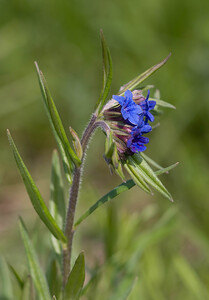 Aegonychon purpurocaeruleum (Boraginaceae)  - Fausse buglosse pourpre bleu, Grémil pourpre bleu, Thé d'Europe Ariege [France] 28/04/2009 - 310m