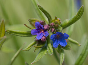 Aegonychon purpurocaeruleum (Boraginaceae)  - Fausse buglosse pourpre bleu, Grémil pourpre bleu, Thé d'Europe Ariege [France] 28/04/2009 - 310m