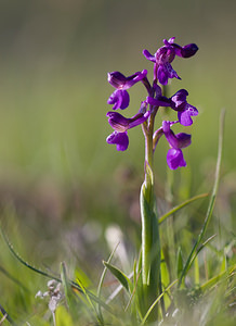 Anacamptis morio (Orchidaceae)  - Anacamptide bouffon, Orchis bouffon Aude [France] 23/04/2009 - 630m