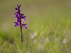 Anacamptis morio (Orchidaceae)  - Anacamptide bouffon, Orchis bouffon Aude [France] 23/04/2009 - 630m