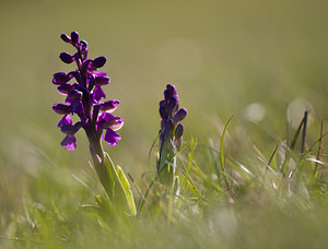 Anacamptis morio (Orchidaceae)  - Anacamptide bouffon, Orchis bouffon Aude [France] 23/04/2009 - 620m