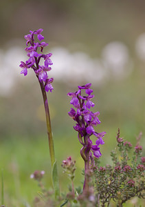 Anacamptis morio (Orchidaceae)  - Anacamptide bouffon, Orchis bouffon Aude [France] 25/04/2009 - 270m