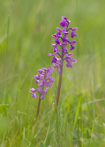 Anacamptis morio (Orchidaceae)  - Anacamptide bouffon, Orchis bouffon Aude [France] 25/04/2009 - 380m