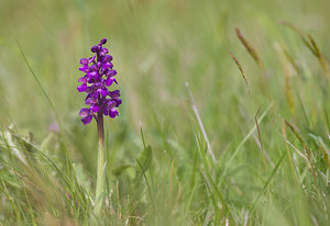 Anacamptis morio (Orchidaceae)  - Anacamptide bouffon, Orchis bouffon Aude [France] 25/04/2009 - 380m