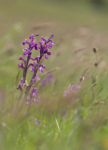 Anacamptis morio (Orchidaceae)  - Anacamptide bouffon, Orchis bouffon Aude [France] 25/04/2009 - 390m