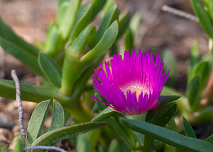 Carpobrotus edulis (Aizoaceae)  - Ficoïde douce, Griffe de sorcière, Figuier des Hottentots, Carpobrote doux - Hottentot-fig Aude [France] 21/04/2009 - 60m