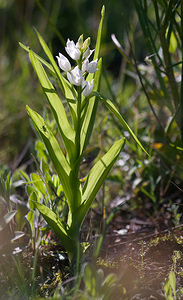 Cephalanthera longifolia (Orchidaceae)  - Céphalanthère à feuilles longues, Céphalanthère à longues feuilles, Céphalanthère à feuilles en épée - Narrow-leaved Helleborine Pyrenees-Orientales [France] 23/04/2009 - 240m