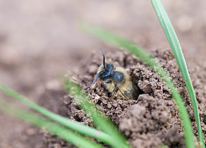 Colletes cunicularius (Colletidae)  - Vernal Colletes Aude [France] 25/04/2009 - 260m