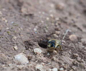 Colletes cunicularius (Colletidae)  - Vernal Colletes Aude [France] 25/04/2009 - 260m