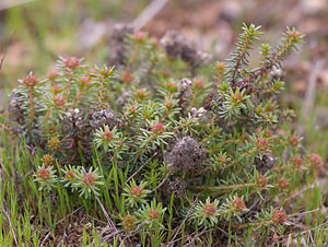 Coris monspeliensis (Primulaceae)  - Coris de Montpellier Aude [France] 25/04/2009 - 270m