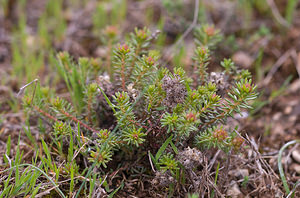 Coris monspeliensis (Primulaceae)  - Coris de Montpellier Aude [France] 25/04/2009 - 270m