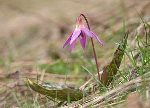 Erythronium dens-canis (Liliaceae)  - Érythrone dent-de-chien, Érythronium dent-de-chien, Dent-de-chien - Dog's-tooth-violet Lozere [France] 20/04/2009 - 1220m