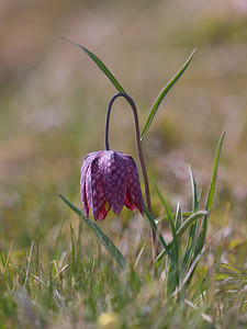 Fritillaria meleagris (Liliaceae)  - Fritillaire pintade, Fritillaire à damiers - Fritillary Cantal [France] 30/04/2009 - 1180m