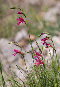 Gladiolus gallaecicus (Iridaceae)  - Glaïeul de Galice Pyrenees-Orientales [France] 22/04/2009 - 230m