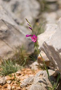 Gladiolus gallaecicus (Iridaceae)  - Glaïeul de Galice Pyrenees-Orientales [France] 22/04/2009 - 230m