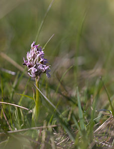 Neotinea conica (Orchidaceae)  - Néotinée conique, Orchis conique Aude [France] 23/04/2009 - 640m