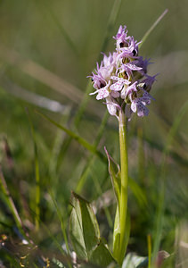 Neotinea conica (Orchidaceae)  - Néotinée conique, Orchis conique Aude [France] 23/04/2009 - 640m