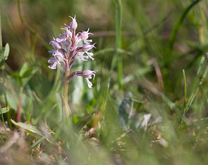 Neotinea conica (Orchidaceae)  - Néotinée conique, Orchis conique Aude [France] 23/04/2009 - 640m