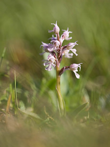 Neotinea conica (Orchidaceae)  - Néotinée conique, Orchis conique Aude [France] 23/04/2009 - 640m