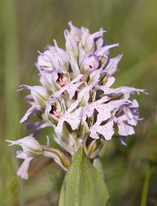 Neotinea conica (Orchidaceae)  - Néotinée conique, Orchis conique Aude [France] 23/04/2009 - 640m