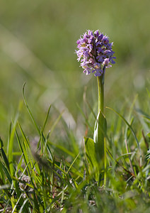 Neotinea conica (Orchidaceae)  - Néotinée conique, Orchis conique Aude [France] 23/04/2009 - 630m