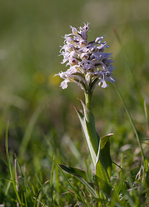 Neotinea conica (Orchidaceae)  - Néotinée conique, Orchis conique Aude [France] 23/04/2009 - 630m