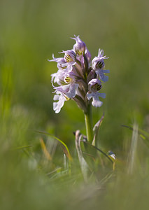 Neotinea conica (Orchidaceae)  - Néotinée conique, Orchis conique Aude [France] 23/04/2009 - 630m