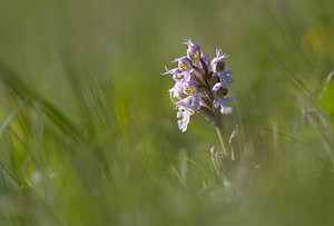 Neotinea conica (Orchidaceae)  - Néotinée conique, Orchis conique Aude [France] 23/04/2009 - 630m