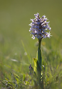 Neotinea conica (Orchidaceae)  - Néotinée conique, Orchis conique Aude [France] 23/04/2009 - 630m