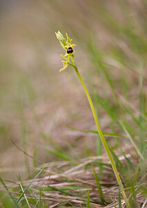 Ophrys araneola sensu auct. plur. (Orchidaceae)  - Ophrys litigieux Pas-de-Calais [France] 13/04/2009 - 170m